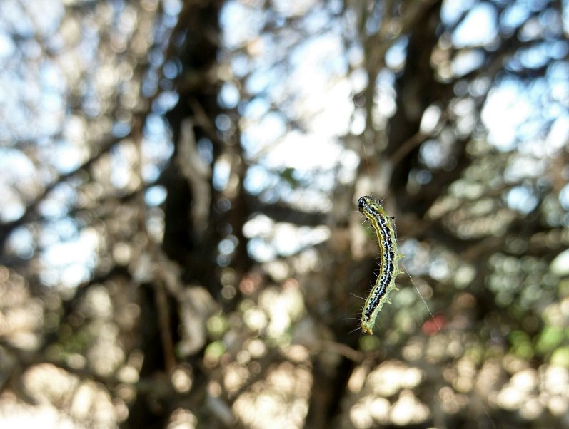 larva di Cydalima perspectalis? Sì